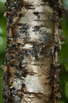 Yellow birch